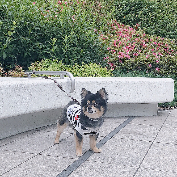 今日の朝散歩🐶🐾
シティボーイコース続行です🌟

夕方はちょこっとだけ雨が降ってたけど
今やんでるのかな？

綺麗なお花もあって写真撮りまくってたので
とらくんは早く〜早く〜と
急かしてきました🐯💡笑

