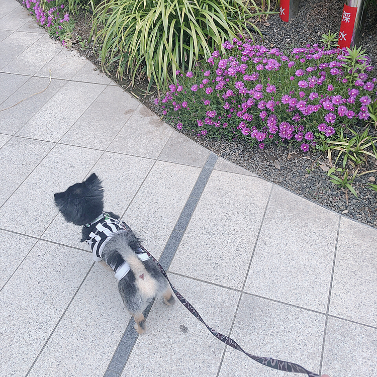 ごめんごめん😹

帰ってからは枕とお布団しっかり使って
寝てましたよ🐯💤笑

