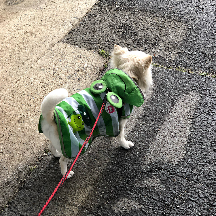 おはようございます☔️
小雪地方、雨が降ってます💦
でも、ちょっとだけ朝ん歩に行ってきたよ🐶