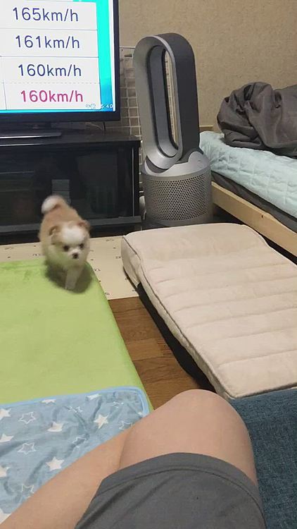 小春は、小雪と遊びたいみたい😊
でも、小雪は気になってるけど
まだビビリ中🤣