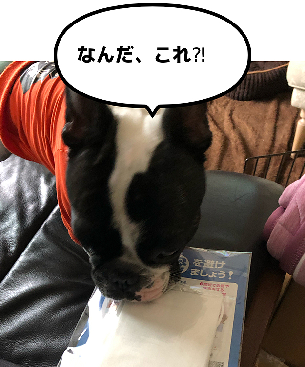 届きましたよ、あべ○マスク❗️🤣
