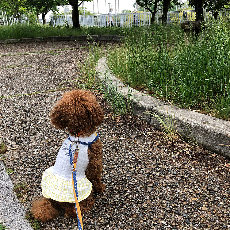 今日も目線の先にはウォーキング中の
ご婦人が二人。
昨日同様お座りしてまーす。😊