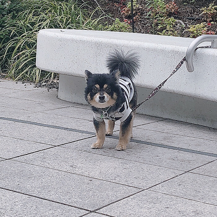 やっぱりトラウマなのかなぁ🌀

とらくんがしっぽ下がるのは
雷の時だけなのに、、、⚡️


