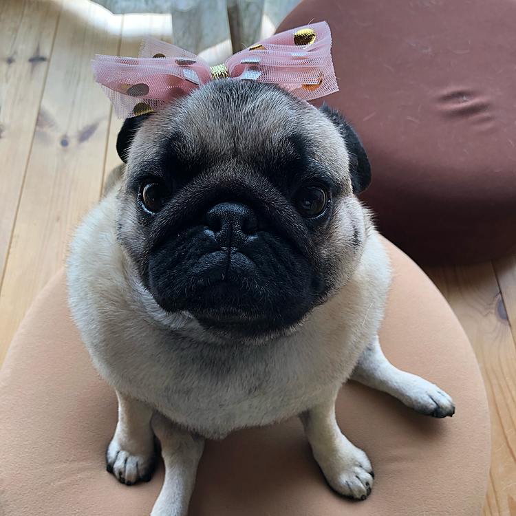 リボンつけてもらいました🎀
