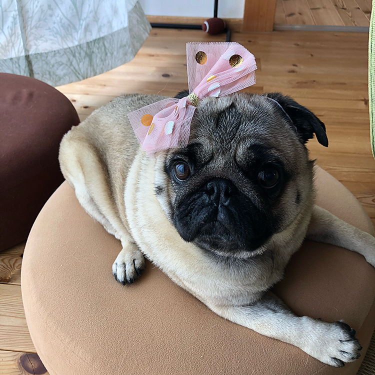 今日はトリマーさん、シャンプー行ってきました🐶