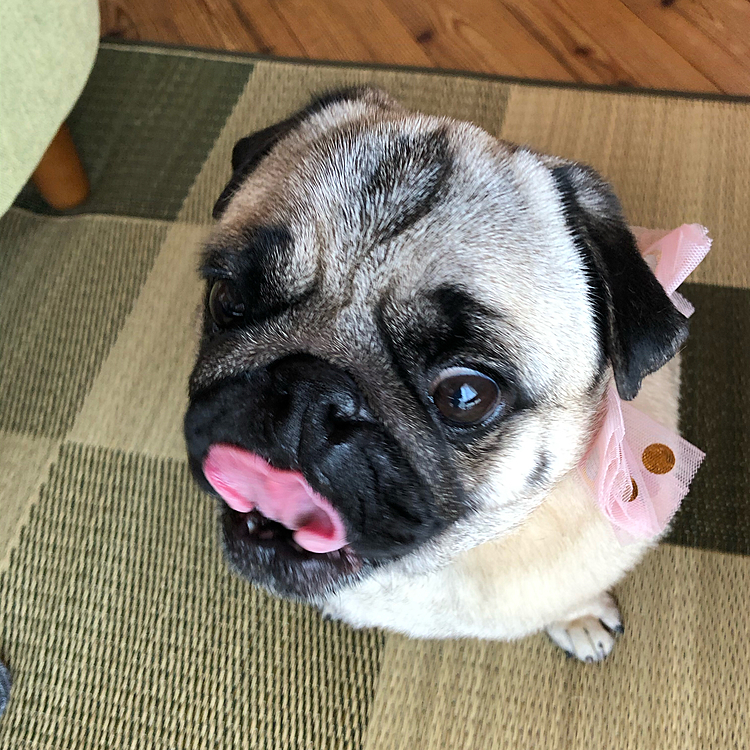 トリマーさん家では良い子でした😊
ご褒美おねだりです🐶