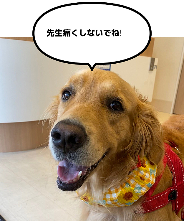 今日は外耳炎で病院に行って来たよ！アン頑張ったね❗️🙆‍♀️