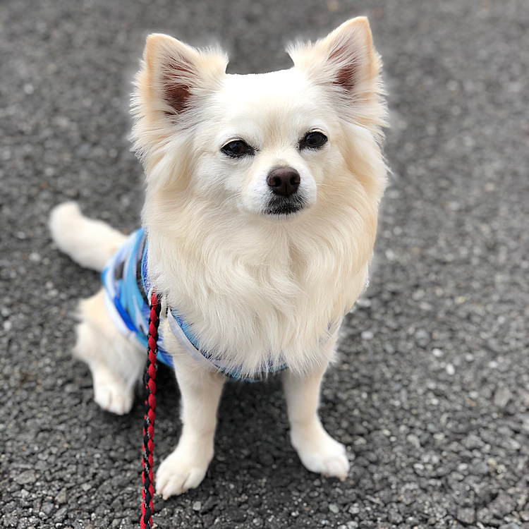 おはようございます😄🐶
小雪は朝ん歩に行ってきたよ🐾👣