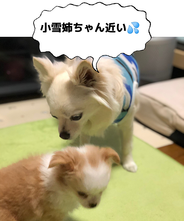 小雪と小春
おはよう🎵しようね😊
