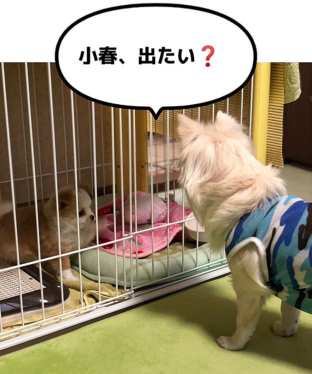 見つめ合う2🐶