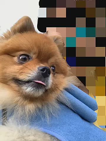 お散歩後のルルちゃん、とってもご機嫌さんです😆
