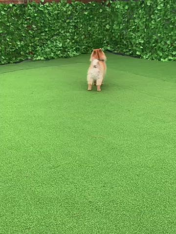 お散歩に行く前もそうでしたが、お散歩から帰って来ても、自分からそのままルルちゃんガーデンに向かうので、お散歩が足りないのかなぁと思い、今度はルルちゃんガーデンでボール投げ…🤣
夜は、疲れて眠くなるかなぁと思ったら、まだまだ元気なルルちゃんでした🤣
ハピ男ママさんからもありましたが、いぬノートのお友達が先日虹の橋🌈を渡ってしまいました…
優しい優しい女の子でした…
虹の橋🌈で、きっと楽しく過ごしてるね…