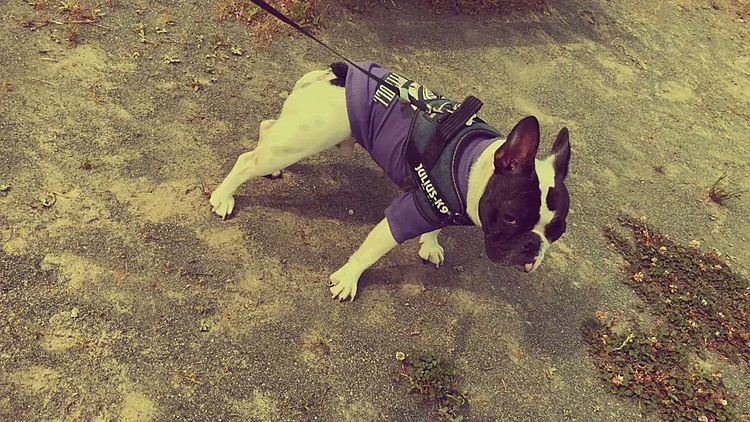 帰りは公園を抜けて帰ろうと入ると突然のダッシュ💨
父ちゃん、肉離れするわ😫