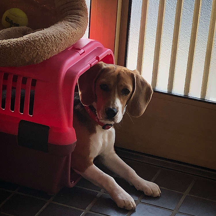 おはよう☀🐶💖
お散歩とご飯🍚終わったから、まったりするねぇ❣️U^ェ^U💕💖

2018.12.8撮影📸