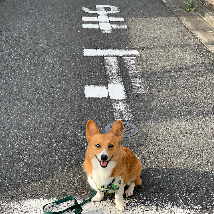 止まれで止まっておりこうさん😆
