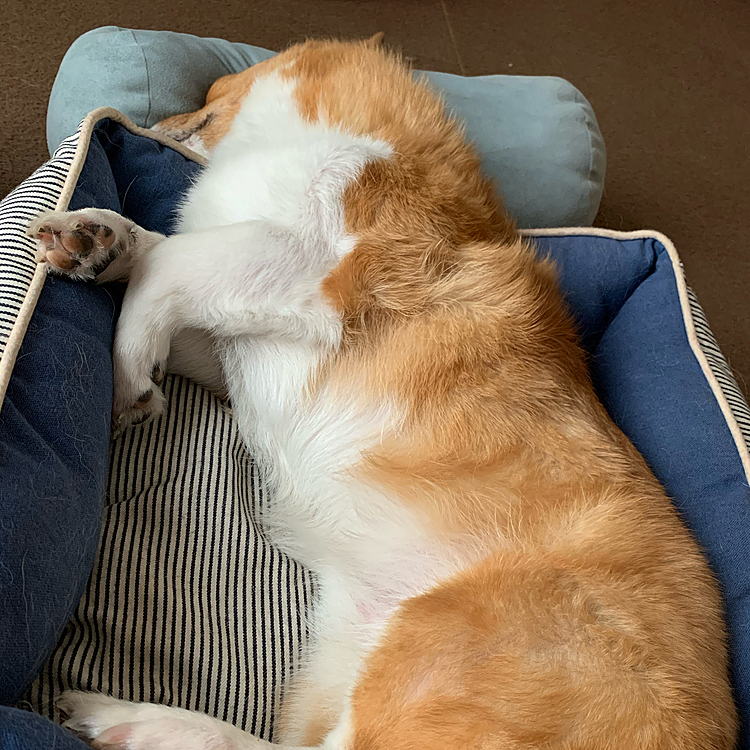 暑くなってきたので、お散歩から帰ったら爆睡でした💤
これからまたよろしくお願いします🤲