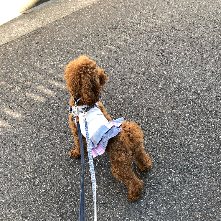 こんにちは😃☀☀
今日の桃地方は快晴です。🥵
宅配📦受け取り後散歩行って来ました。🐾🐾
朝９時半🕤陰を探して歩く桃です。👏👏