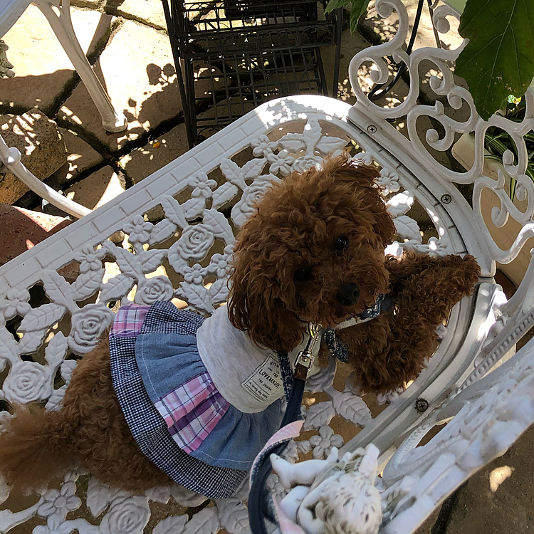 散歩の最後はばあば👵ん家に寄って水分補給と休憩をしています。🥵
