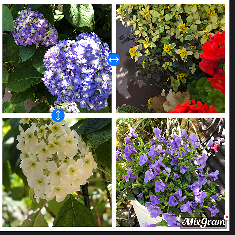ばあば👵のお庭はお花🌼🌸が満開です。
お花🌼🌸の写真🤳を載せたくても
スマホ📱を使いこなせません。😂😂
ばあば👵にはまだまだスマホは難しい〜😊