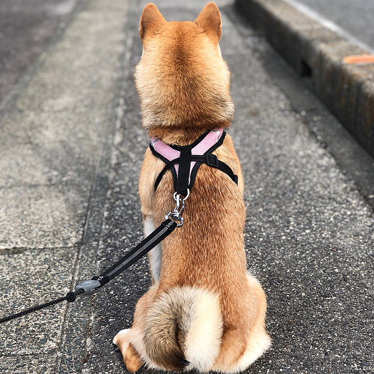お友達をジーッと見る👀👀👀ペルシア🐶😊
