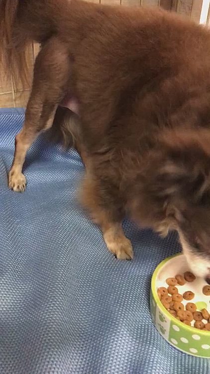 ルイはしっかり食べて元気ハツラツです👍❣️
元気過ぎて爆走しそうなのでまだハウス生活が続いていますが、先生がビックリするくらいの回復ぶりです😃
今日は朝からプールリハビリに行ってます👍

