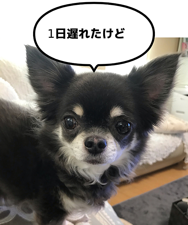 ベル、お誕生日おめでとう🎂😅👏