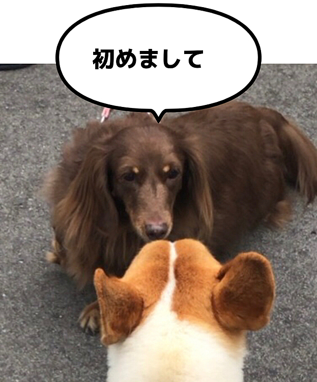 初めてのお友達に会いました😃
すぅちゃんっていう女の子でした😃
13歳のおばあちゃんだって😃
そうは見えなかったけどね😃
足が悪くてやっと歩けるようになったみたい。
病院のサプリがよく効くんだって😃