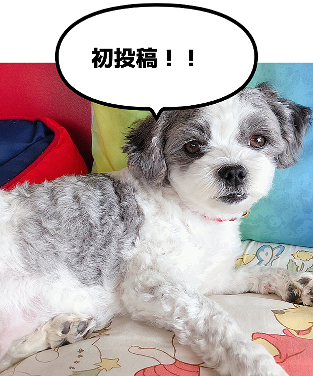 初めまして〜私はぽて！マルチーズとシーズーのミックスだよ！これからよろしくお願いします🐶💓