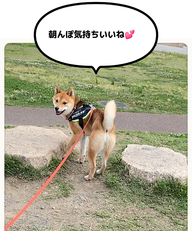 公園をクンクンしたり、途中お友達とお鼻ツンツンしたり、1時間くらいのお散歩でした😊