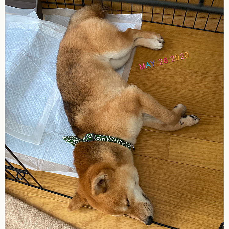 お散歩後は朝ごはん食べて寝ましたが。。。
ここ4〜5日、昼夜逆転してしまったのかな💦
夜寝てくれず、3時頃にはクーンクン泣いたりするので、朝まで誰かがついています😥
そのうち元にもどるかな〜😅