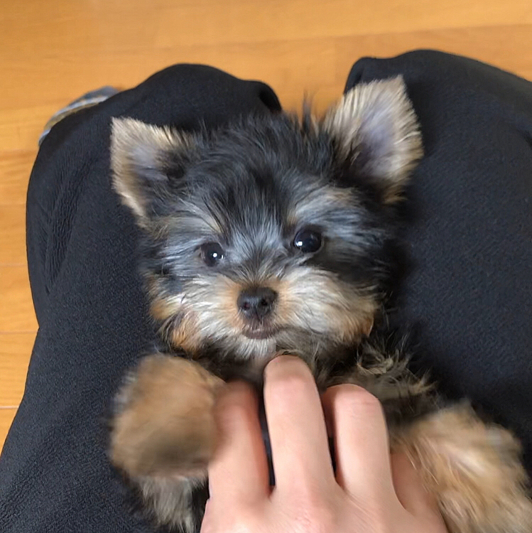 シャンプー後初のカット♪これがトリミングってやつか☺️まるで別犬🐶ポメ顔になった♥️