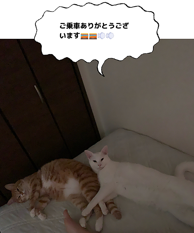 いつも2両編成🚃🚃💨💨
時々母さんと3両編成💓