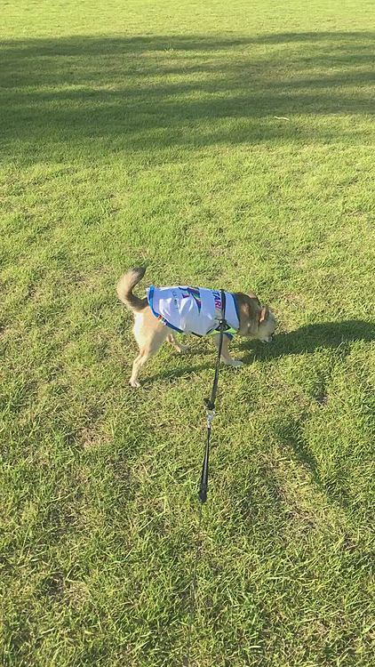 夕散歩へ行って来ました🐕🐾🎶
こんな姿で申し訳ありません🙏