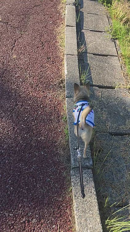 久しぶりに、縁石の平均台にも挑戦✌️
体幹、鍛えられたかなぁ😃👍