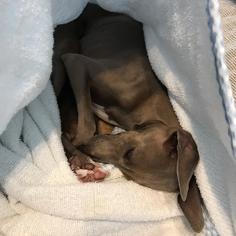でも、タオルケットで作ってもらった”もぐりん”もお気に入りです💤