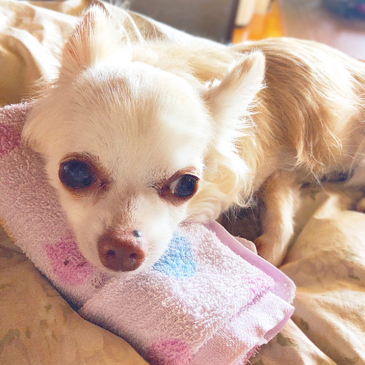 今日もわたしの布団でお昼寝💤💤
タオル枕の良さにやっと気づいてくれました😊