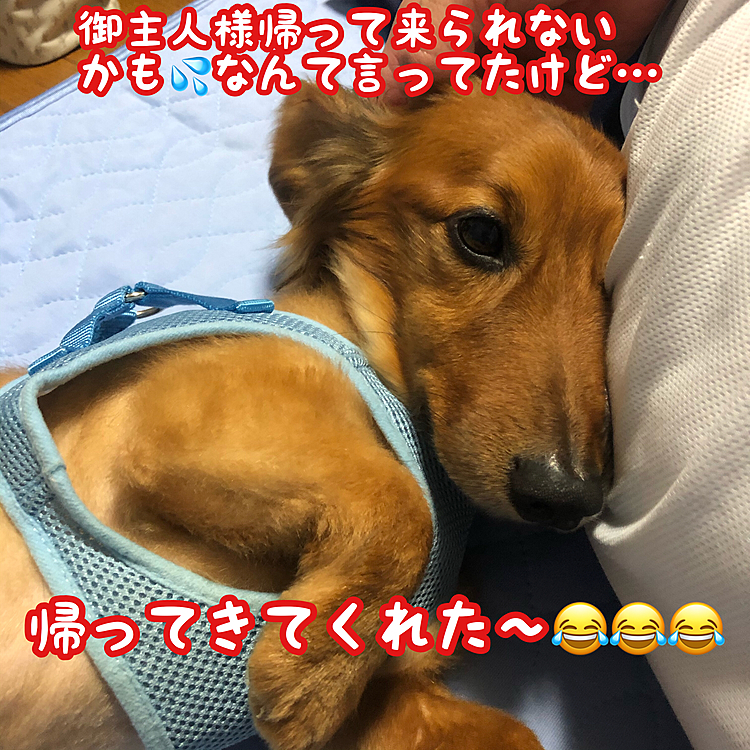そぉなんです(′･ω･`)
今日は仕事が長引いて帰って来られないかも知れなかったんだけど…