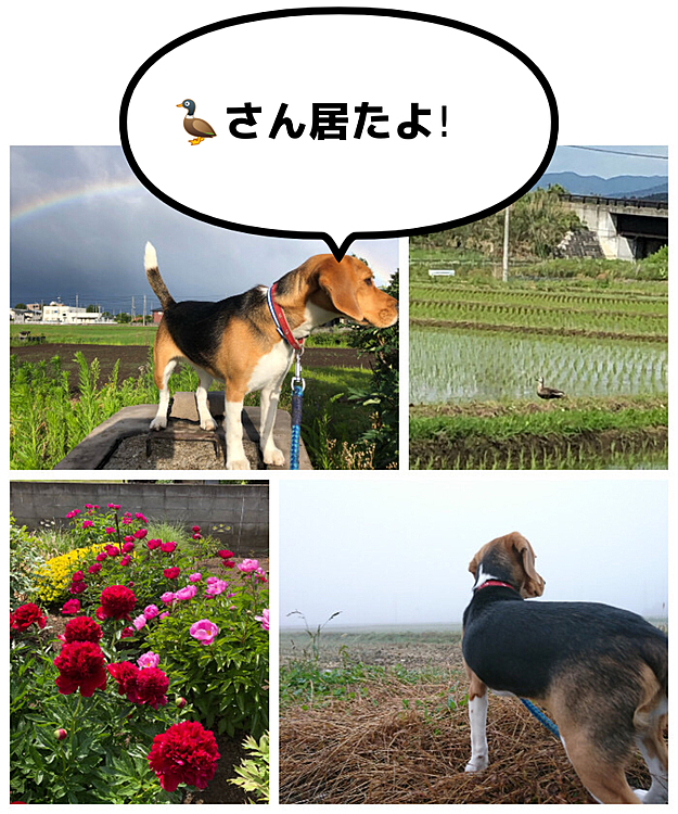 おはよう☀🐶💕🤗

昨日の庭の牡丹の花🌼🌺🍀

田んぼに囲まれて暮らしてたココでした✨🐶💖
