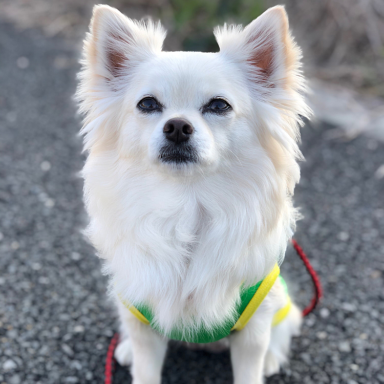おはようございます😄
小雪は今朝も元気いっぱいお散歩してきました🎵🐶