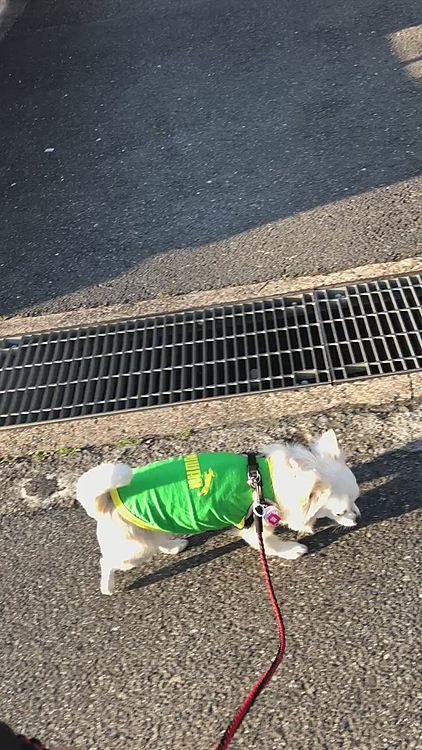 私の歩くペースに合わせてくれたん❓
昨夜は寝るの遅くなって寝不足やから
気遣ってくれたんかな❓
小雪、なんて優しい子なんやぁ…😭