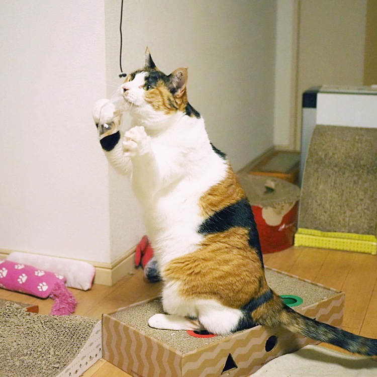 キャッチではなくて咥えたにゃ
