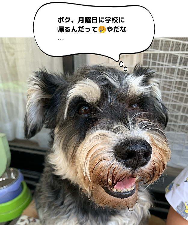 月曜日にお別れです😭ずっとずっと一緒にいたいのに…😭