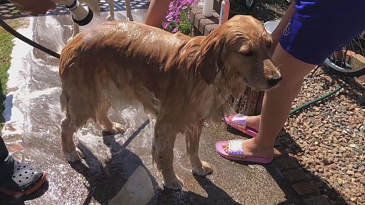 トップバッター
🐶アリス🚿