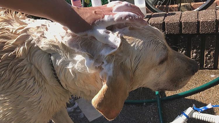 締めは
🐶ライト🚿

気温がぐんぐん上がって暑くなってきた午前中、お水を浴びせたら 逃げ回っていたお三方…💦
シャンプー嫌がるかなぁ😥

そんな心配をよそに、お利口さんだったお三方❣️
しっかりリンスまでして、お庭シャンプー完了です🐶🐶🐶✨