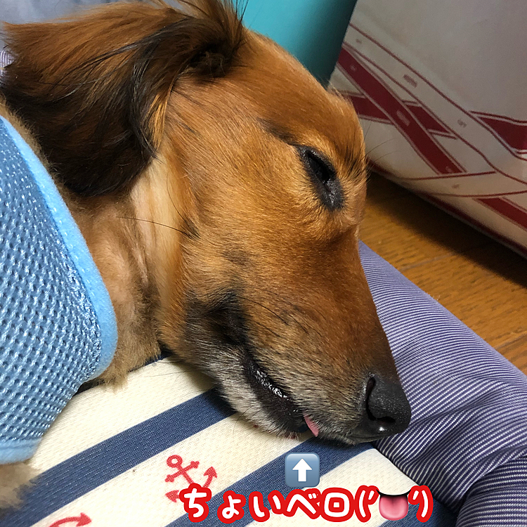今日もいっぱい運動したのね～( ･ㅂ･)و ̑̑
舌が出ちゃってるよﾊﾟｼｬｯ! Σp[【◎】]ω･´)