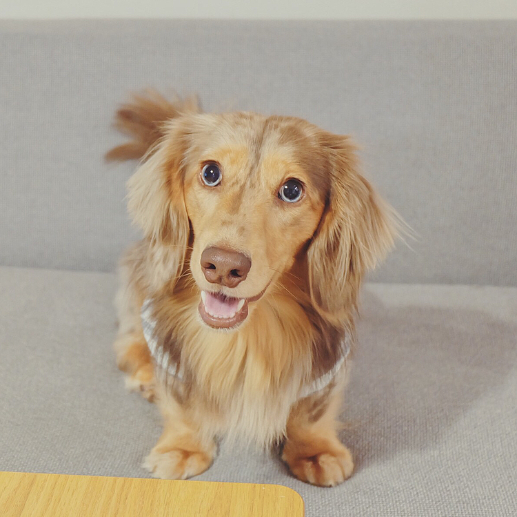 ニコニコルーク🐶

最近になって、コロナの影響なのか
仕事がバタついております…
あんなにヒマで毎日ルークと遊んでたのに
今さらバタバタな会社…
こんな時はルークに癒してもらおう🥺
