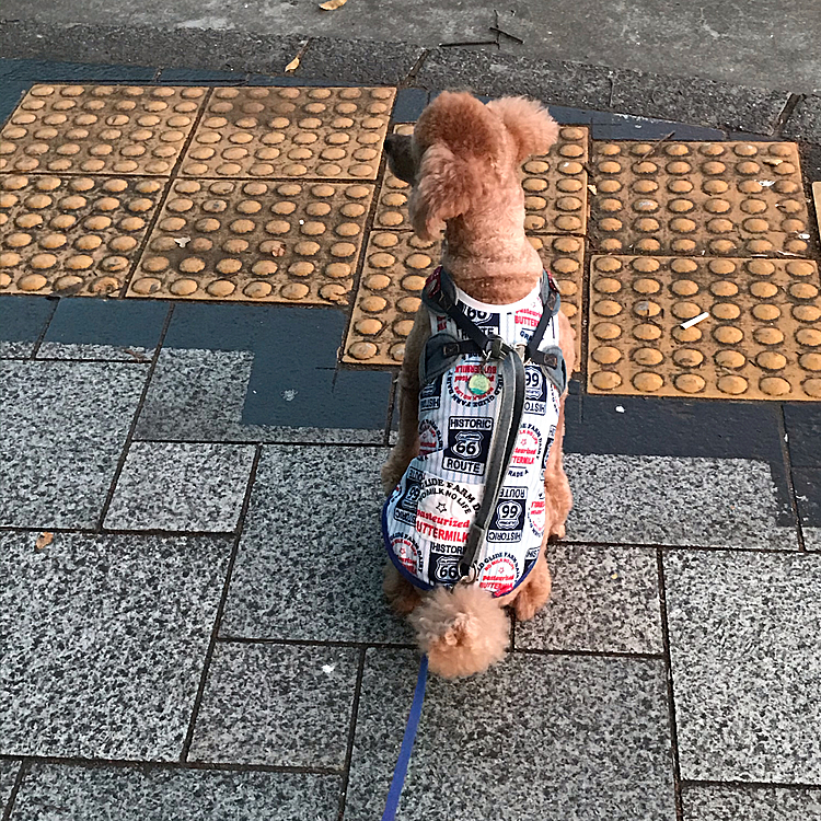 5/30
今日も朝の4：30ですよ⤵️⤵️
チョイとチョイとして、本気で私を起こしてきました😞なんで休みの日がわかるんでしょうか？仕事の日はそんなことしないのに😫目覚ましがなるまで寝てるのに…
