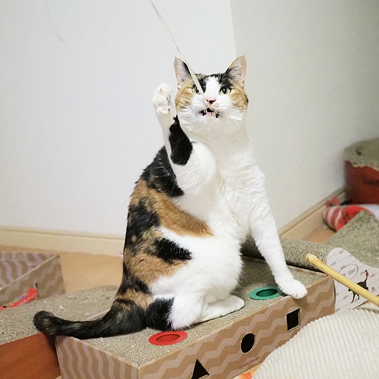 カミカミパンチにゃ