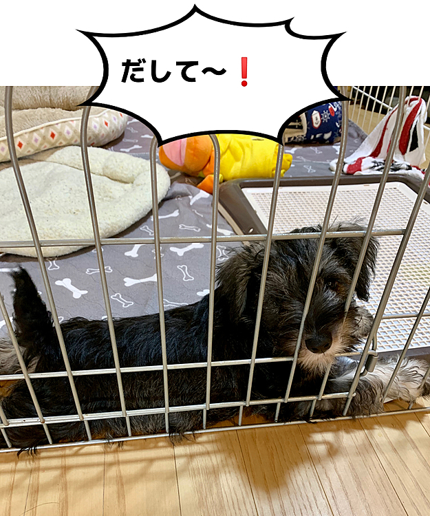 ロッシの投稿