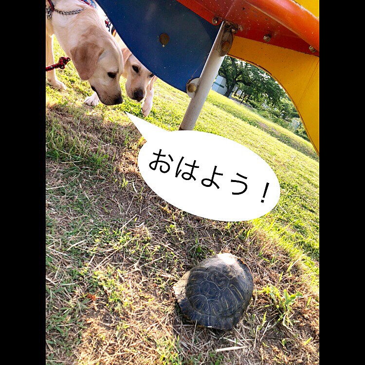 公園の池から自力で🐢… 這って来たとは考えられず🤔❓
昨日、遊んでる子どもたちに連れて来られて、置き去りにされちゃったのかな💦

下から覗き見‼️
👀ライトと👀カレン